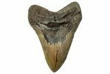 Fossil Megalodon Tooth - North Carolina #328326-1